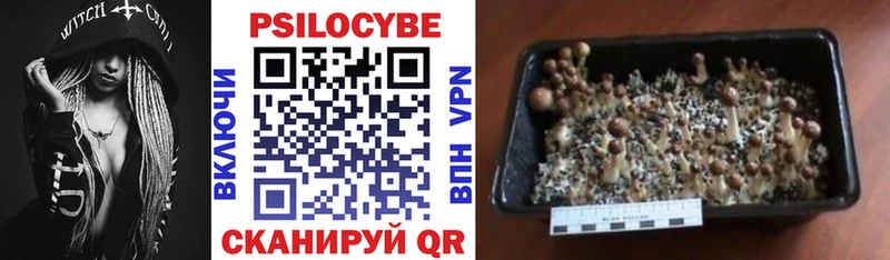 Псилоцибиновые грибы MAGIC MUSHROOMS  Купить закладки  Нефтекумск 